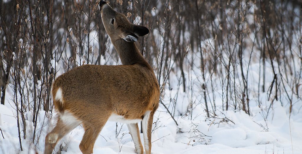 rencontre propriétaire animaux