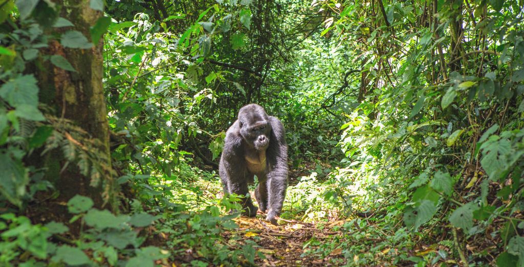 Rondreis Rwanda - Safari en gorillatrekking
