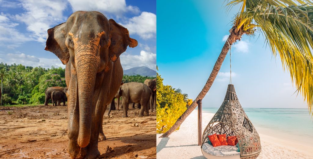 Private Rundreise Sri Lanka und Verlängerung auf den Malediven Colombo Bis zu 70 Voyage Private Rundreise Sri Lanka und Verlängerung auf den Malediven Colombo Bis zu 70 Voyage