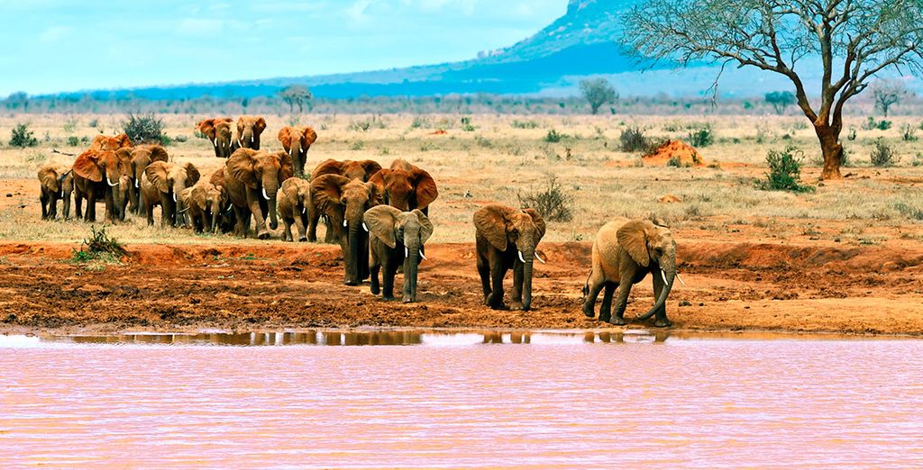 Safari en Kenia con Serena Beach Resort & Spa 5*