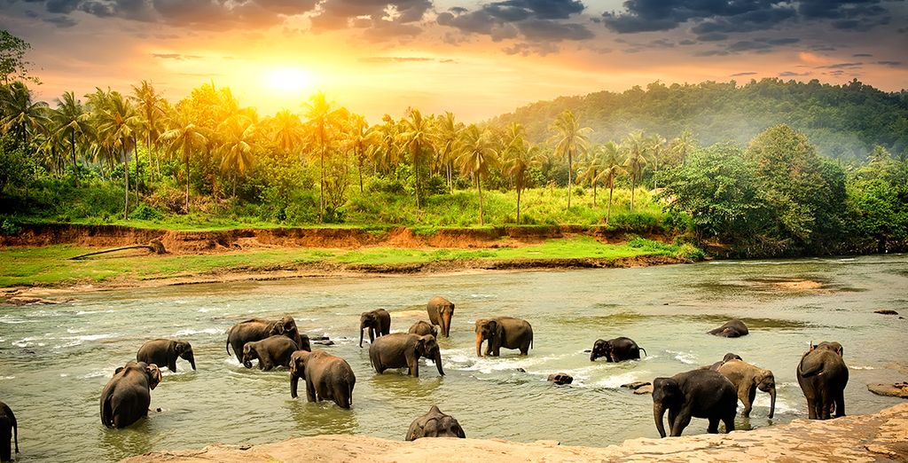 Viajes a Sri Lanka - Elefantes