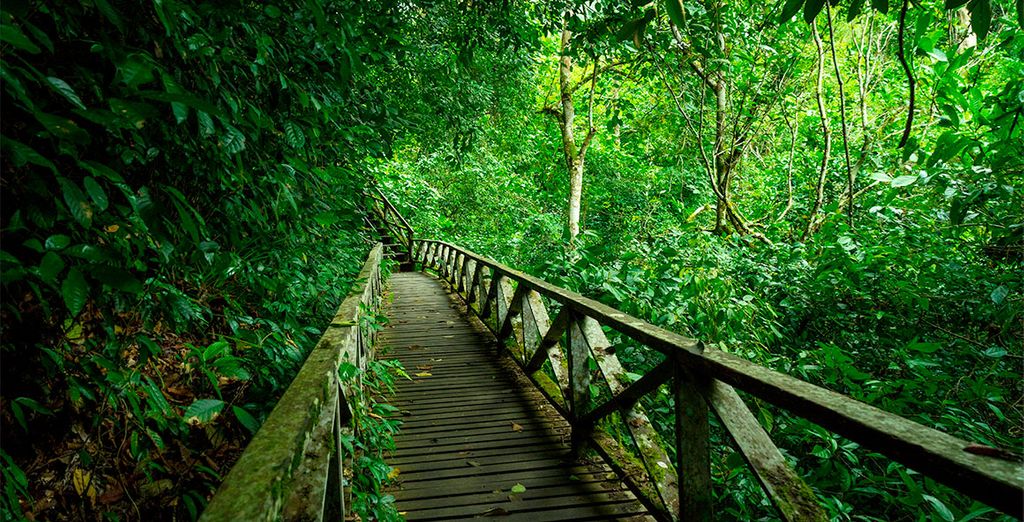 Navegando hacia Borneo