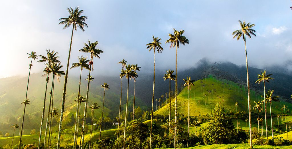Colombia, aromas de café y mar
