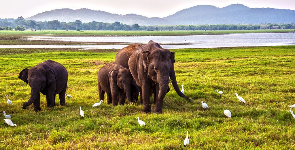 Photographie des parcs nationaux du Sri Lanka, safari et rencontre des éléphants