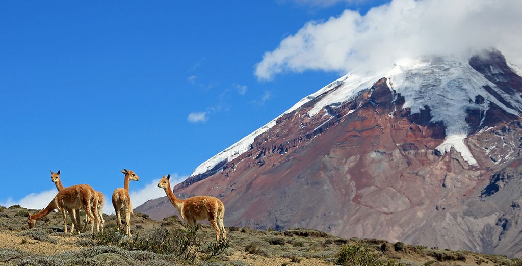 Circuit Découverte de l'Equateur avec croisière possible aux Galapagos