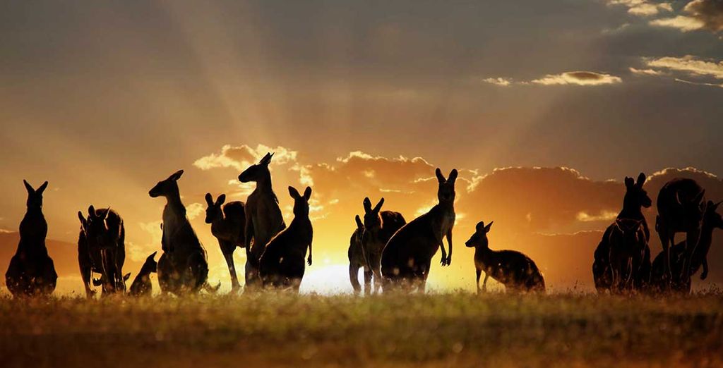 Circuit Australie Au pays des Kangourous en 12 nuits
