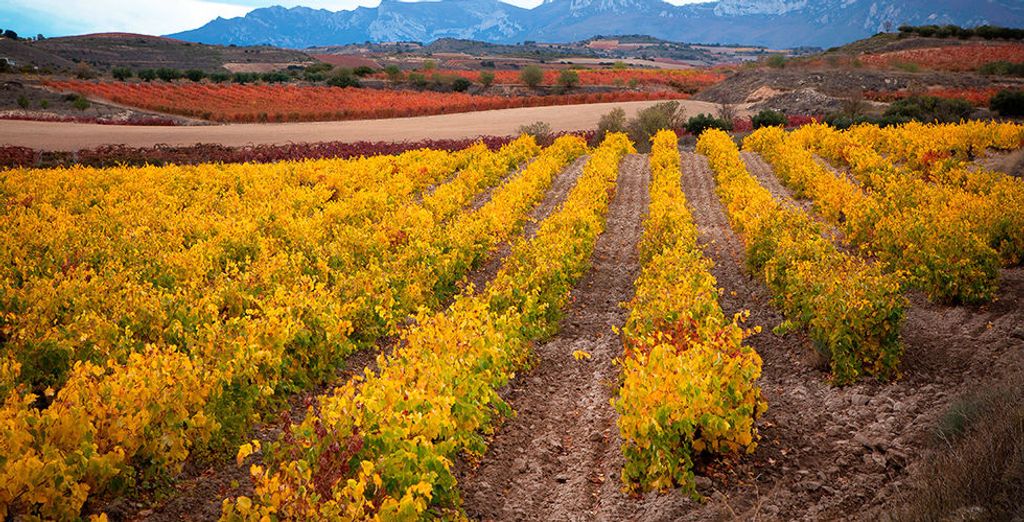 Tour con noleggio auto dei Paesi Baschi, La Rioja e Navarra