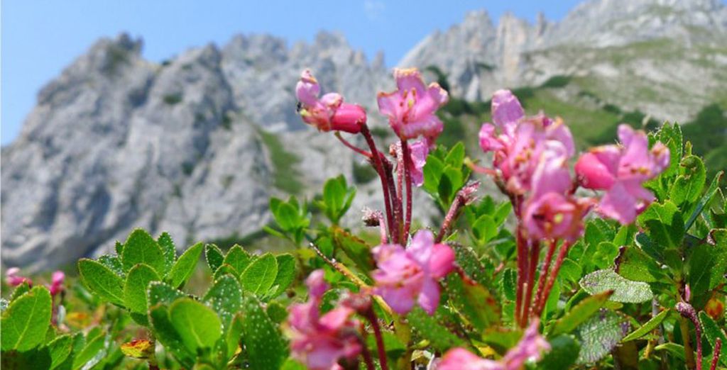 Dorint Alpin Resort 4*S