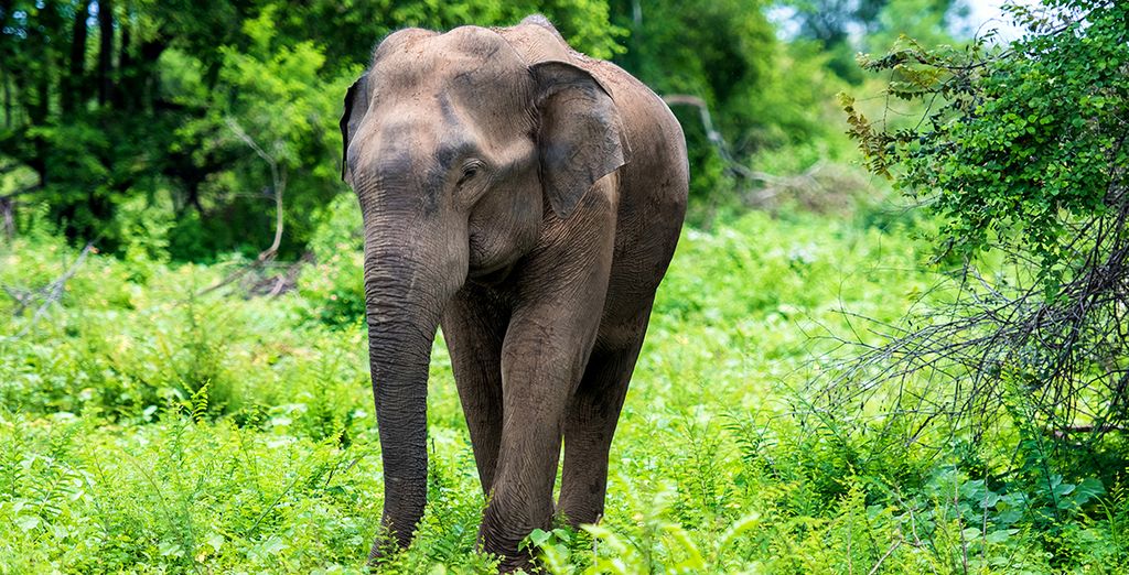 Tour privato in Sri Lanka con possibile soggiorno a Dubai
