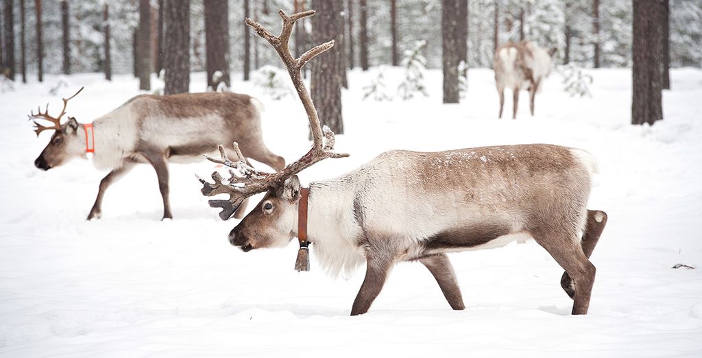 Finlandia tra Helsinki e Rovaniemi
