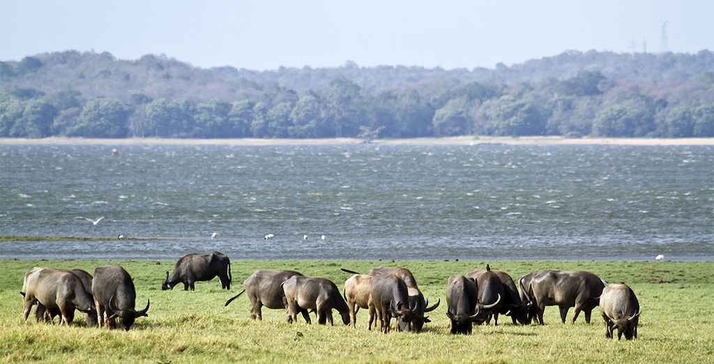 Tour Sri Lanka in hotel 4* + Garton's Cape 5*