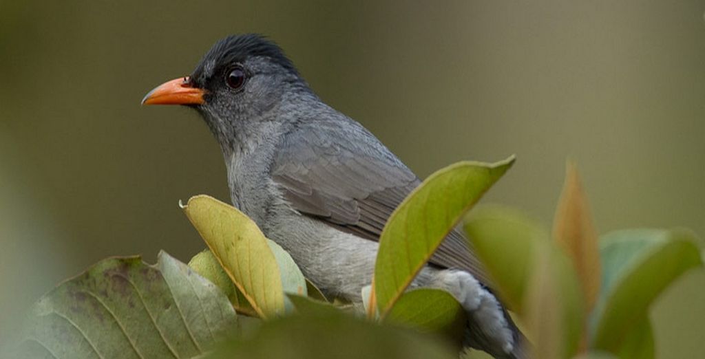 Tour dell'Est del Madagascar
