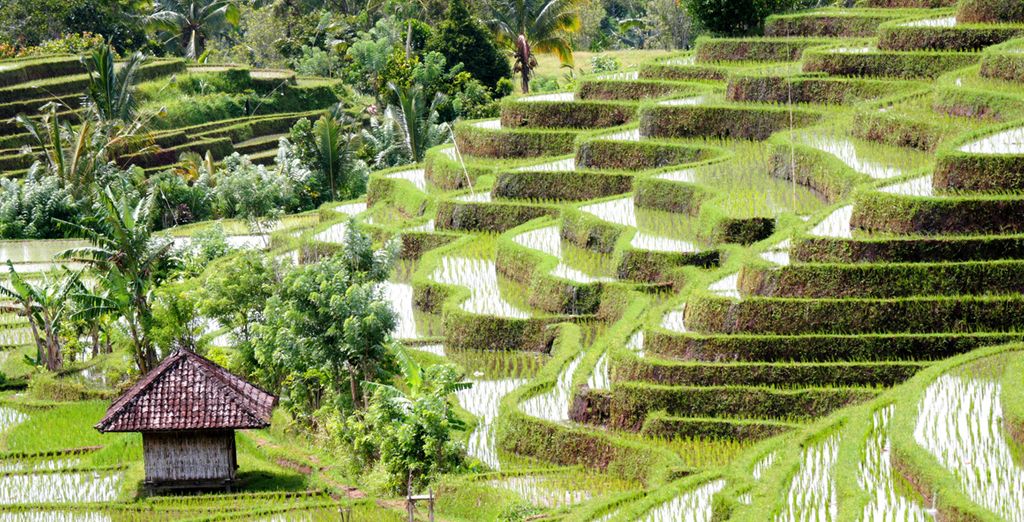 Fotografia delle bellissime risaie di Bali, Indonesia