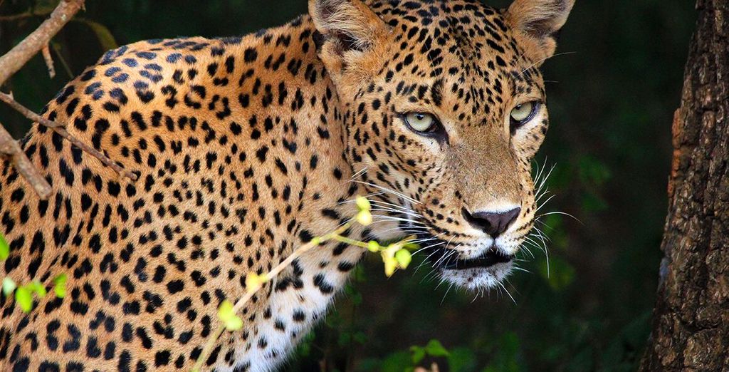 Tour tra cultura, natura incontaminata e mare in Sri Lanka in 4*/5*