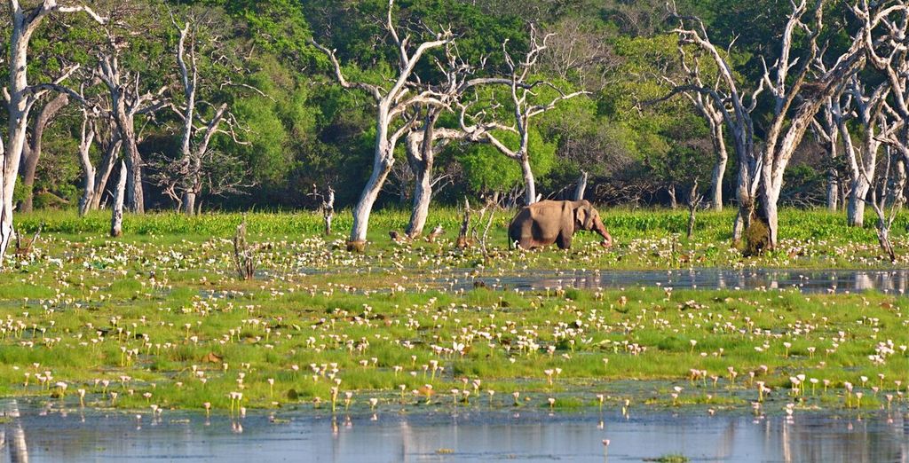 Tour tra cultura, natura incontaminata e mare in Sri Lanka in 4*/5*