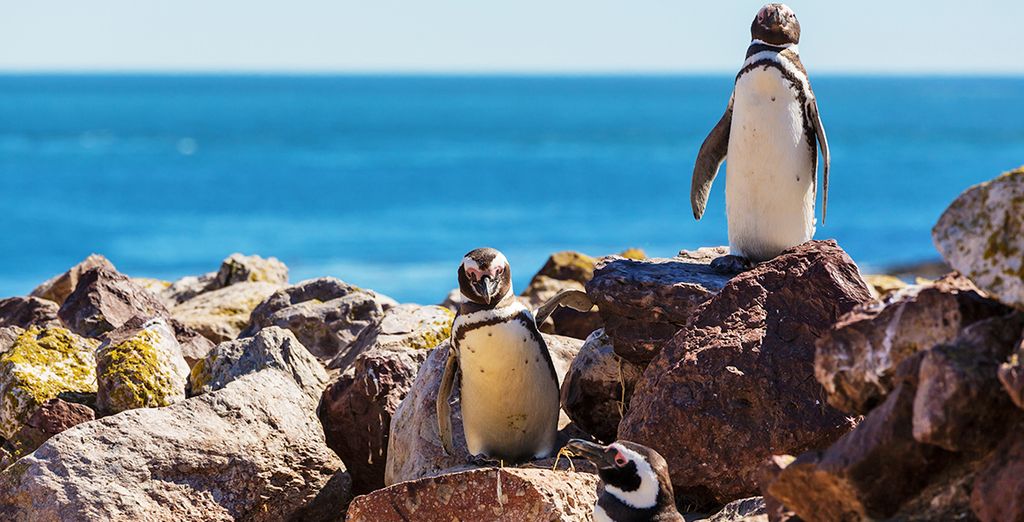 Tour alla scoperta della Patagonia