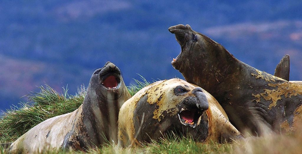 Tour alla scoperta della Patagonia