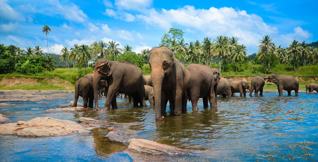 Tour completo dello Sri Lanka con mini safari - 7 notti in Hotel 4 e 5*