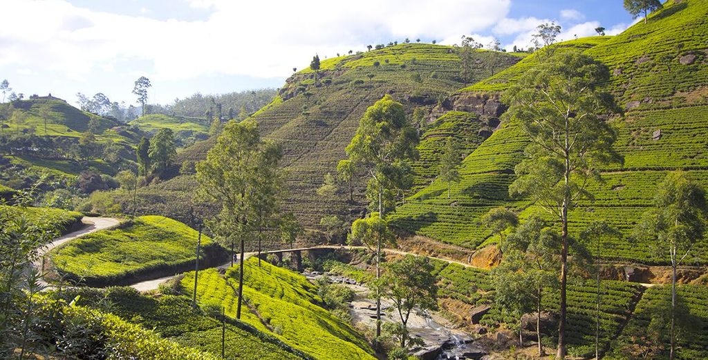 Tour completo dello Sri Lanka con mini safari - 7 notti in Hotel 4 e 5*