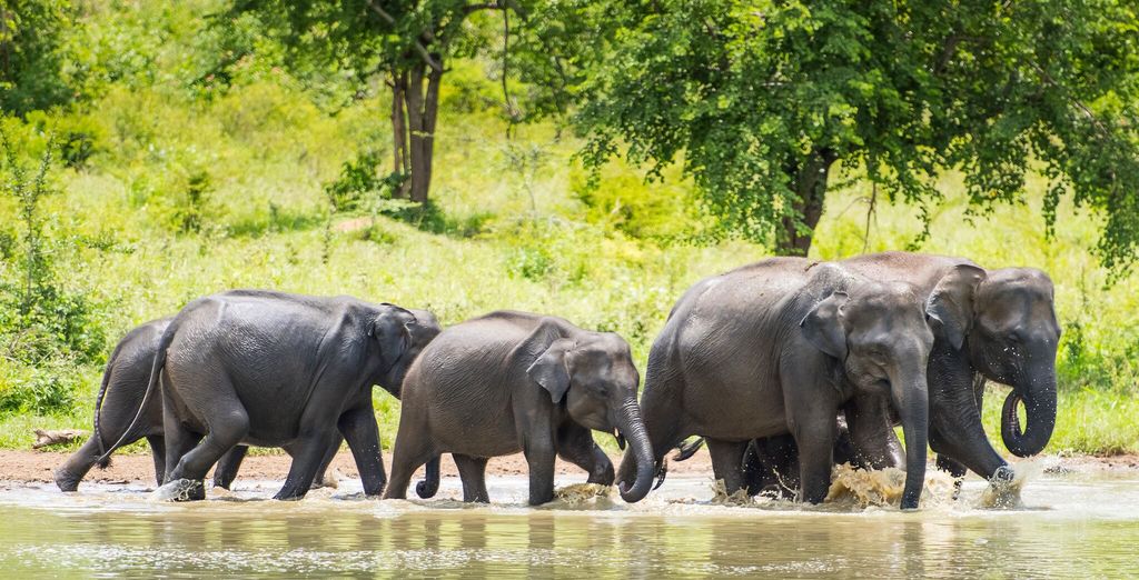 Tour completo dello Sri Lanka con mini safari - 7 notti in Hotel 4 e 5*