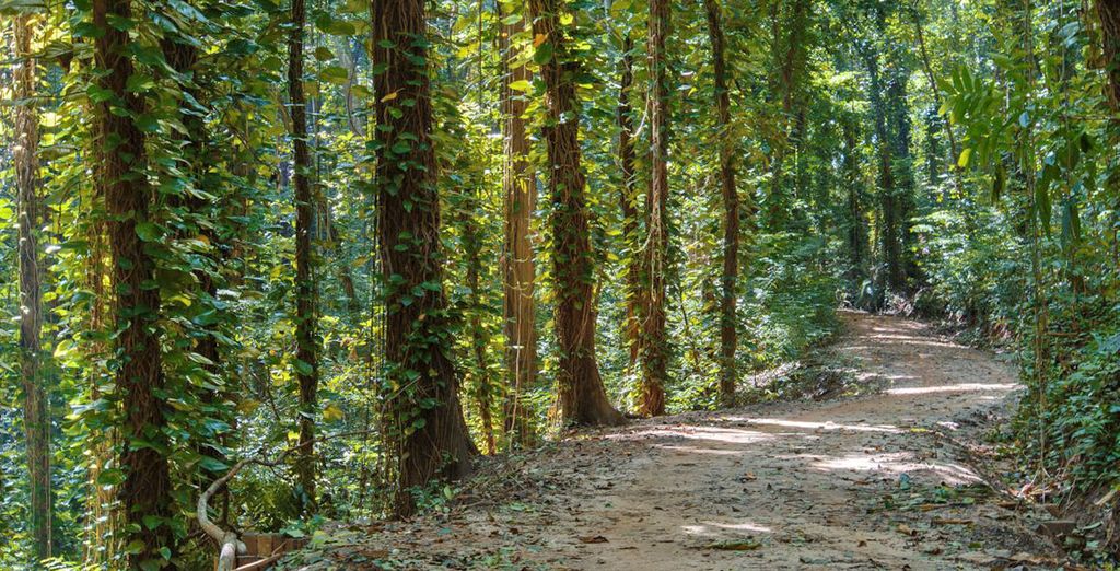 Tour completo dello Sri Lanka con mini safari - 7 notti in Hotel 4 e 5*