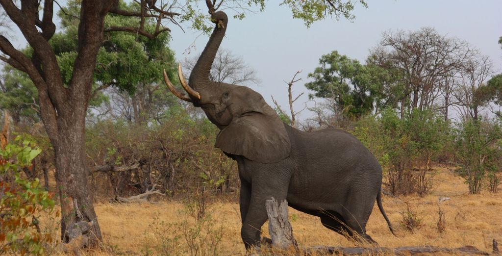 Tour alla scoperta di Botswana e Victoria Falls