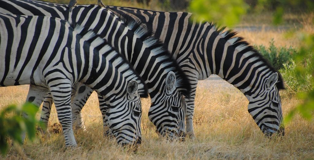 Tour alla scoperta di Botswana e Victoria Falls