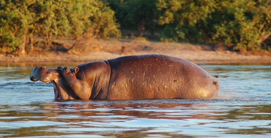 Tour alla scoperta di Botswana e Victoria Falls