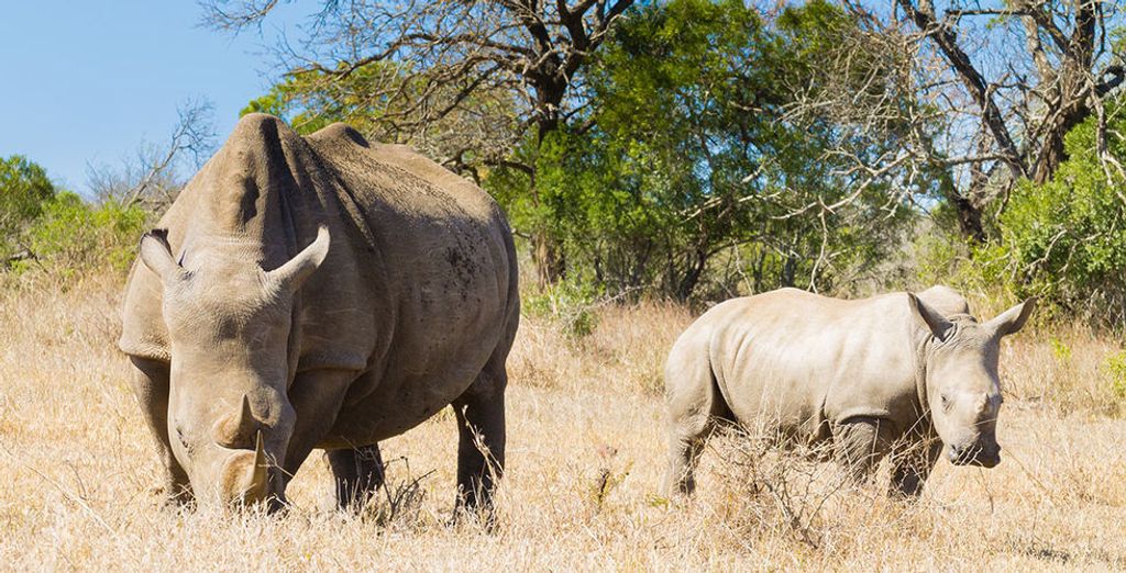 Emozionante Sudafrica: alla scoperta dei Big 7