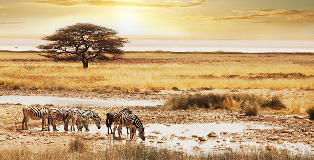 Emozionante Sudafrica: alla scoperta dei Big 7