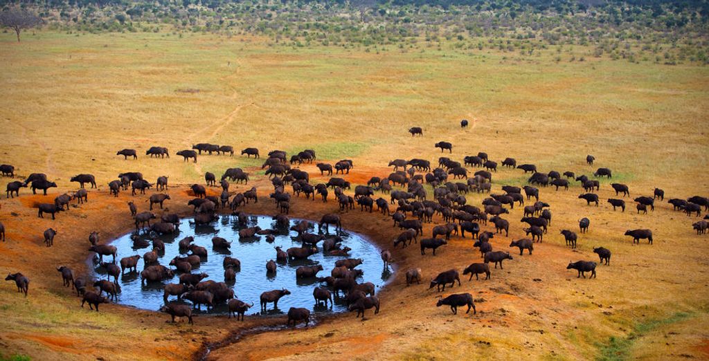Emozionante Sudafrica: alla scoperta dei Big 7