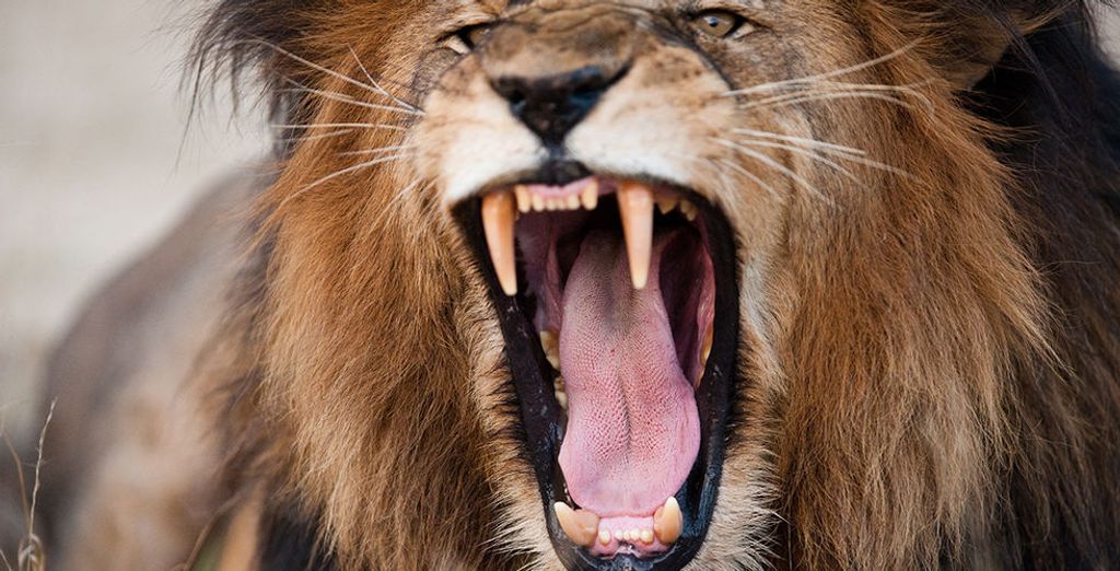 Emozionante Sudafrica: alla scoperta dei Big 7