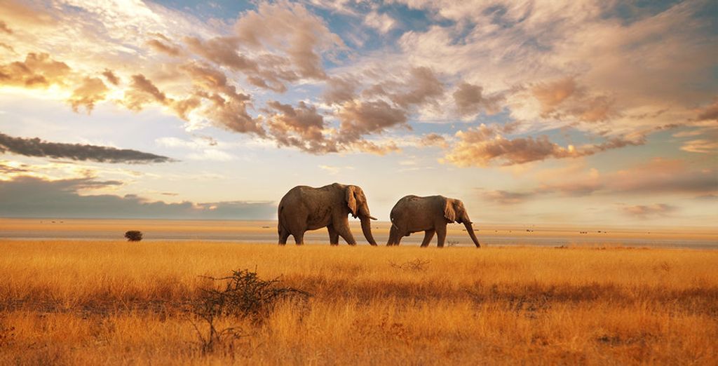 Emozionante Sudafrica: alla scoperta dei Big 7