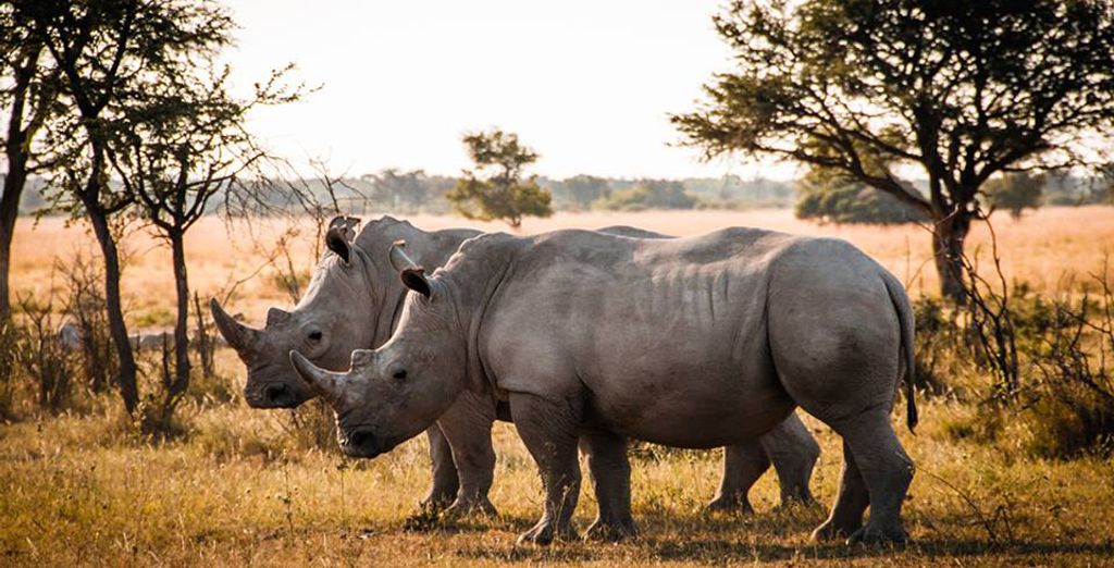 Emozionante Sudafrica: alla scoperta dei Big 7