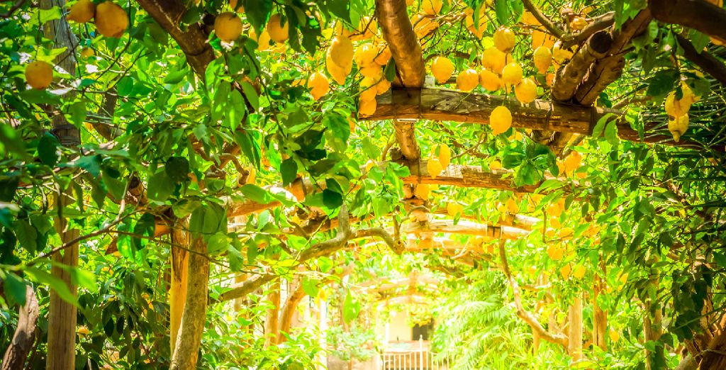 Tour terme, mare e cultura Ischia