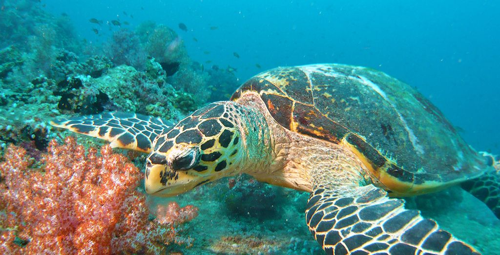 Minitour privato dello Sri Lanka + estensione mare al Canareef Resort Maldives 4*