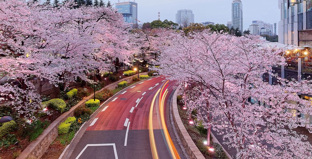 Tour del Giappone tra città e isole