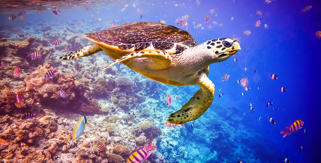 Tour del Triangolo d'Oro con possibile soggiorno alle Maldive