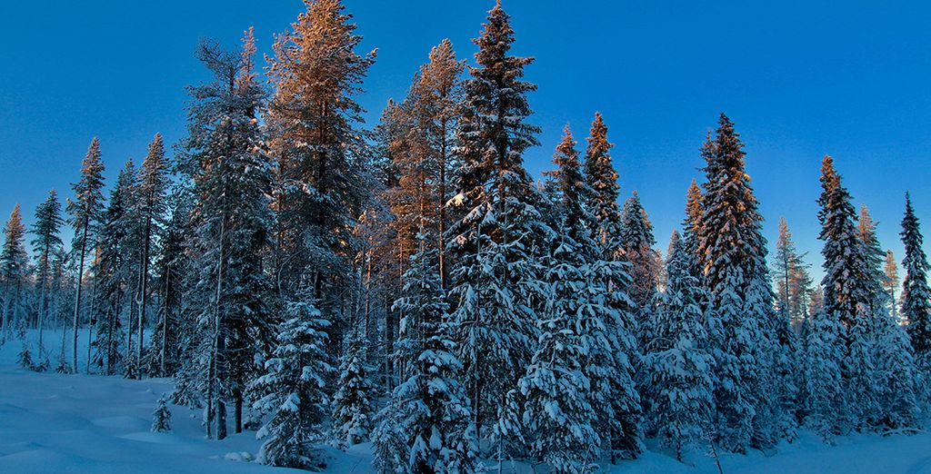 Safari artico tra le meraviglie naturali della Lapponia