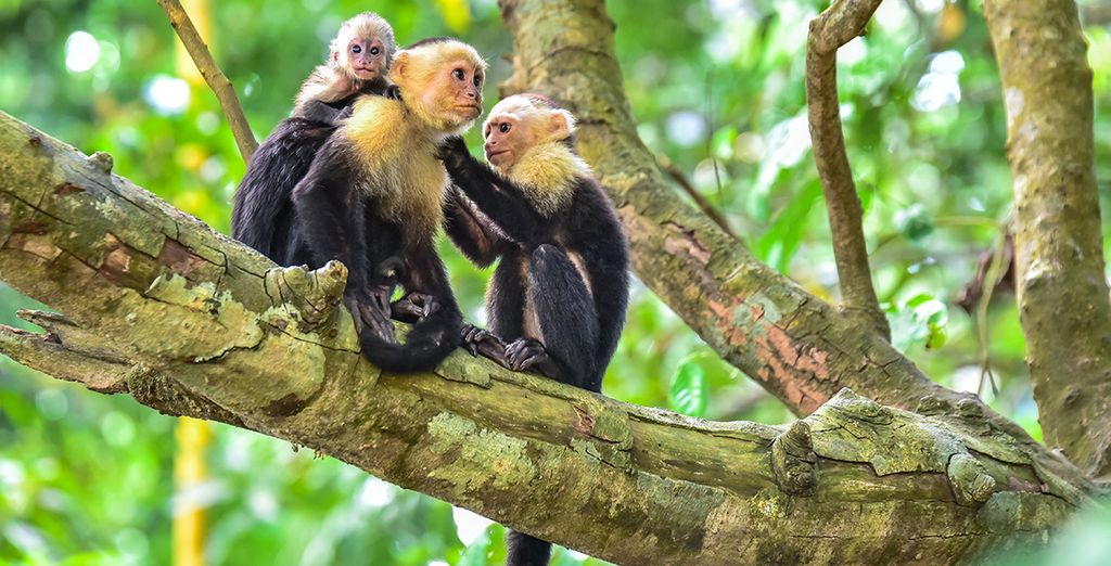 Autotour Costa Rica & Panama con noleggio auto incluso