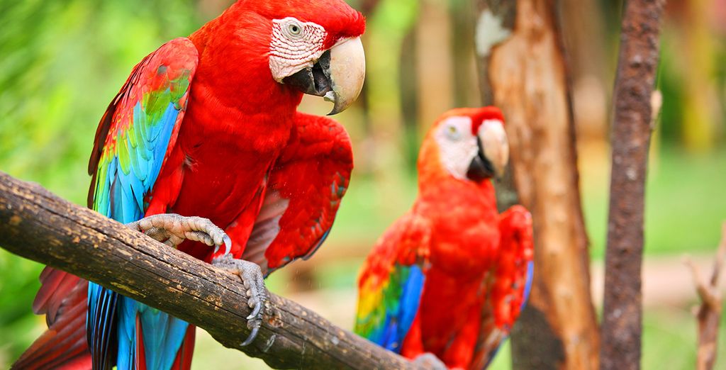 Autotour Costa Rica & Panama con noleggio auto incluso