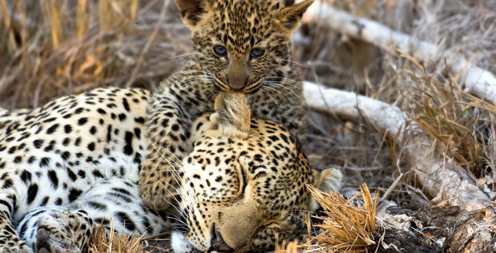 Cape Town e Safari in libertà con noleggio auto incluso