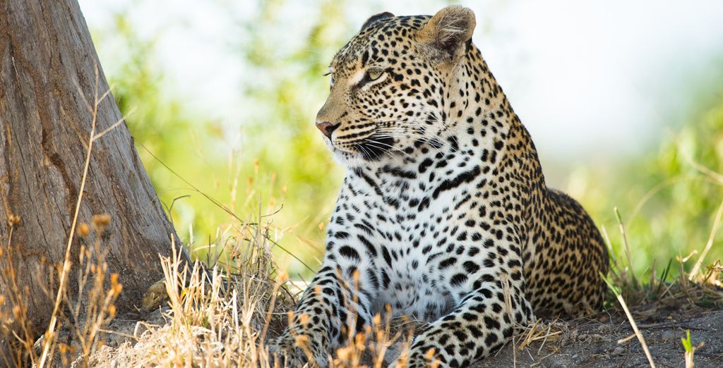 Cape Town e Safari in libertà con noleggio auto incluso
