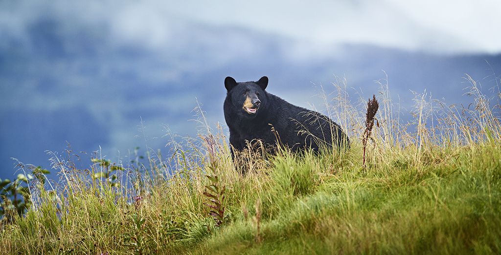 Crociera in Alaska con Princess Cruises