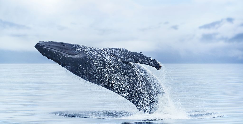 Crociera in Alaska con Princess Cruises