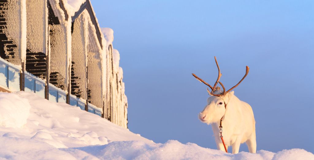 Original Sokos Hotel Presidentti 4* + Northern Lights Village Levi