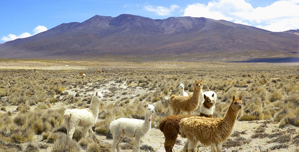 Tour di 12 notti con guida parlante italiano