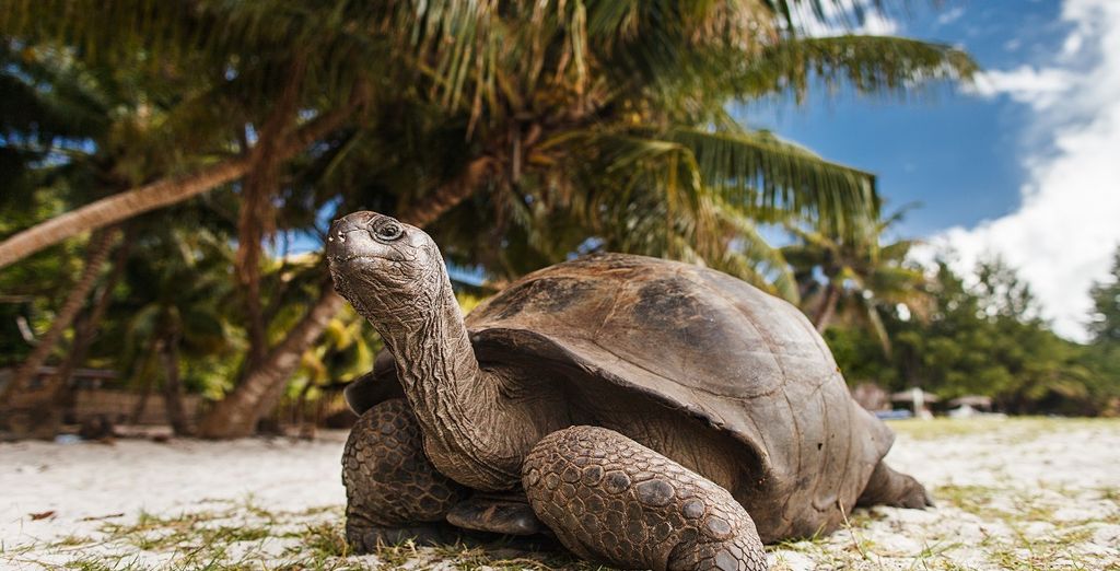 Crociera in catamarano alle Seychelles con possibile estensione a Abu Dhabi