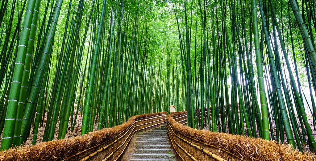 Tour del Giappone tra zen e benessere