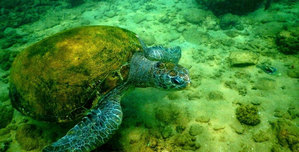 Mini tour Kandy + soggiorno mare Sri Lanka in 4* e 5*